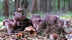 Vzácná houba a poklad ekosystému: tato houba nejen okouzlí krásou, ale je užitečná v kuchyni i lese