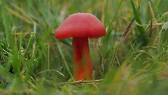 Malá červená houba sedící v trávě
