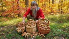 Listopad v lese: jak využít poslední šanci na voňavý úlovek