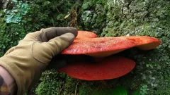 Rukavicí chráněná ruka drží jasně oranžový choroš rostoucí na stromě v lese.
