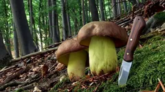 Vzácný poklad v lesních hlubinách: legendární houba s úžasnými vlastnostmi. Co ji dělá tak výjimečnou?