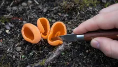 Oranžová houba na zemi, houbař ji krájí nožem, detailní záběr v přírodě.