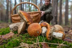 Čerstvě nasbírané houby v lese s košíkem a houbařem na pozadí