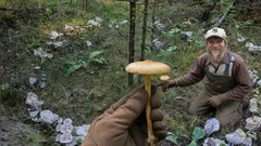 Čarodějné kruhy v trávě: proč je tvoří špička obecná a jak ji poznat