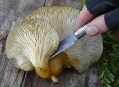 Krájení houby nožem na dřevě, detailní pohled na lupeny houby