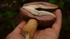 Horčák: mistr převleků v českých lesích a jak ho spolehlivě poznat