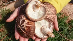 Lze pěstovat houby doma? Skutečný pohled a osvědčené způsoby na jednom místě