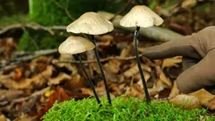 Kulinářský skvost podzimních lesů: houba s výraznou vůní česneku. Kde a kdy ji najít?