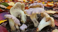 Drahocenný ametyst podzimního lesa: houba s neuvěřitelně krásným odstínem a vynikající chutí