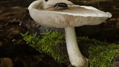 Častý návštěvník podzimních lesů: nenápadná houba, která může být užitečná v kuchyni. Už jste ji potkali?
