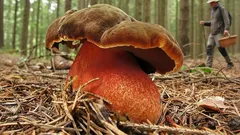 Kde najít hřiba kováře a jak ho využít v kuchyni