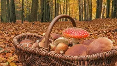 Košík plný hub v lese, mezi nimi i muchomůrka červená, podzimní listí na zemi.