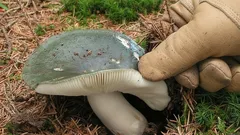 Úžasná barva a stejně úžasná chuť: houba, kterou nám přinesla podzim. Kde ji najít?