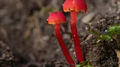 Proč je výskyt voskovky Hygrocybe miniata signálem zdravé české louky