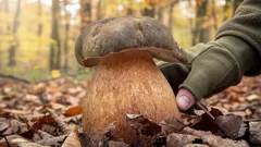 Bronzový král lesů: nádherný a neuvěřitelně krásný houbový dárek. Kde ho najít?